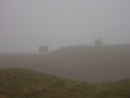 Schafe im Nebel.jpg