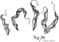 Trypanosoma (Längsteilung).jpg